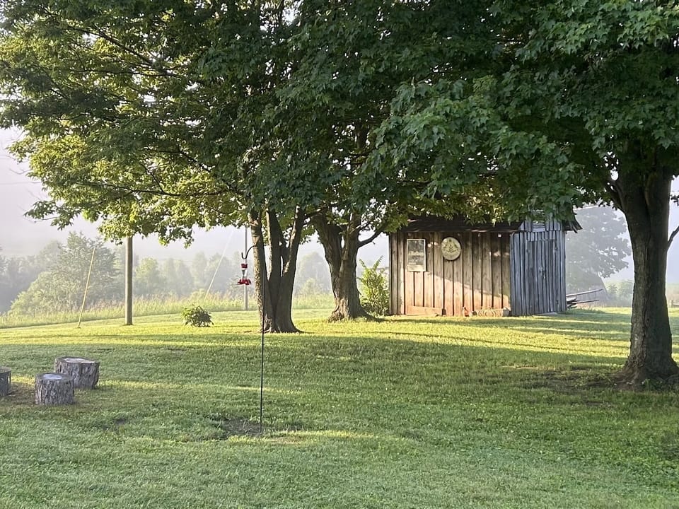 Peaceful view of the backyard