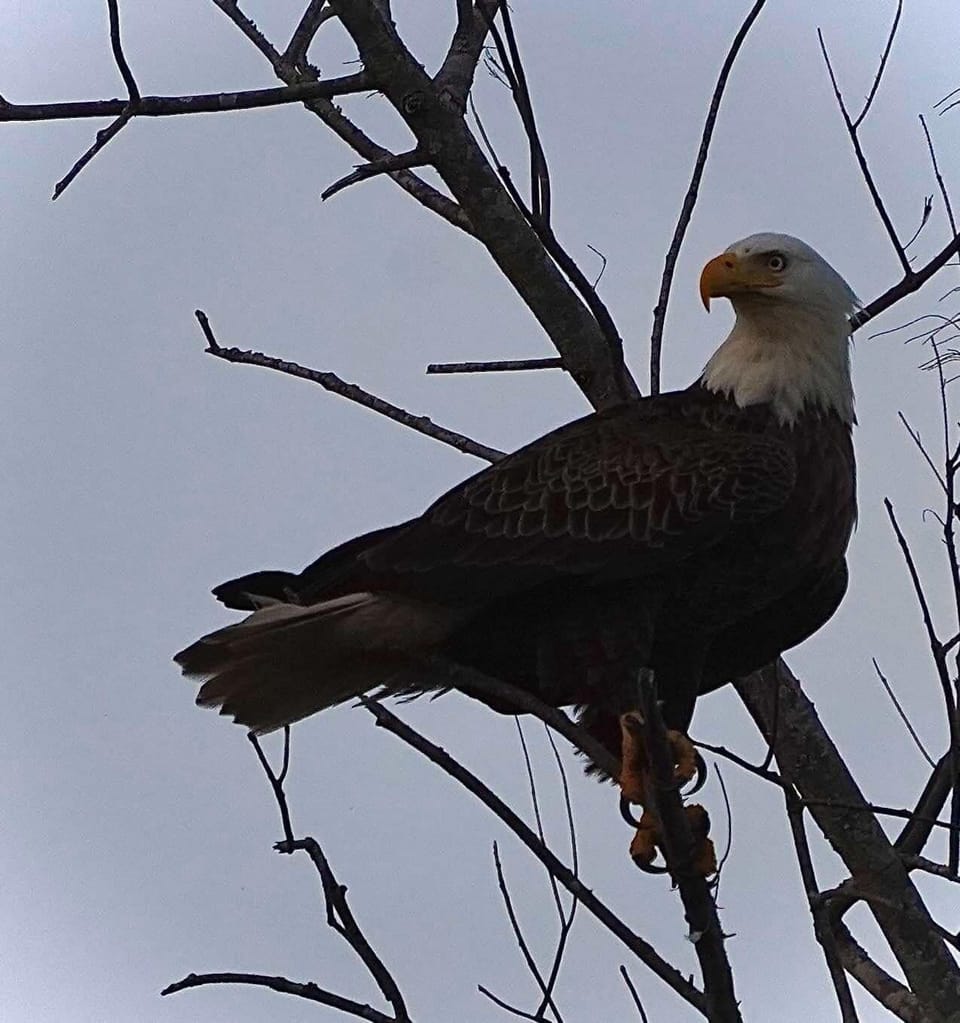 Bald eagles nest very close by.  