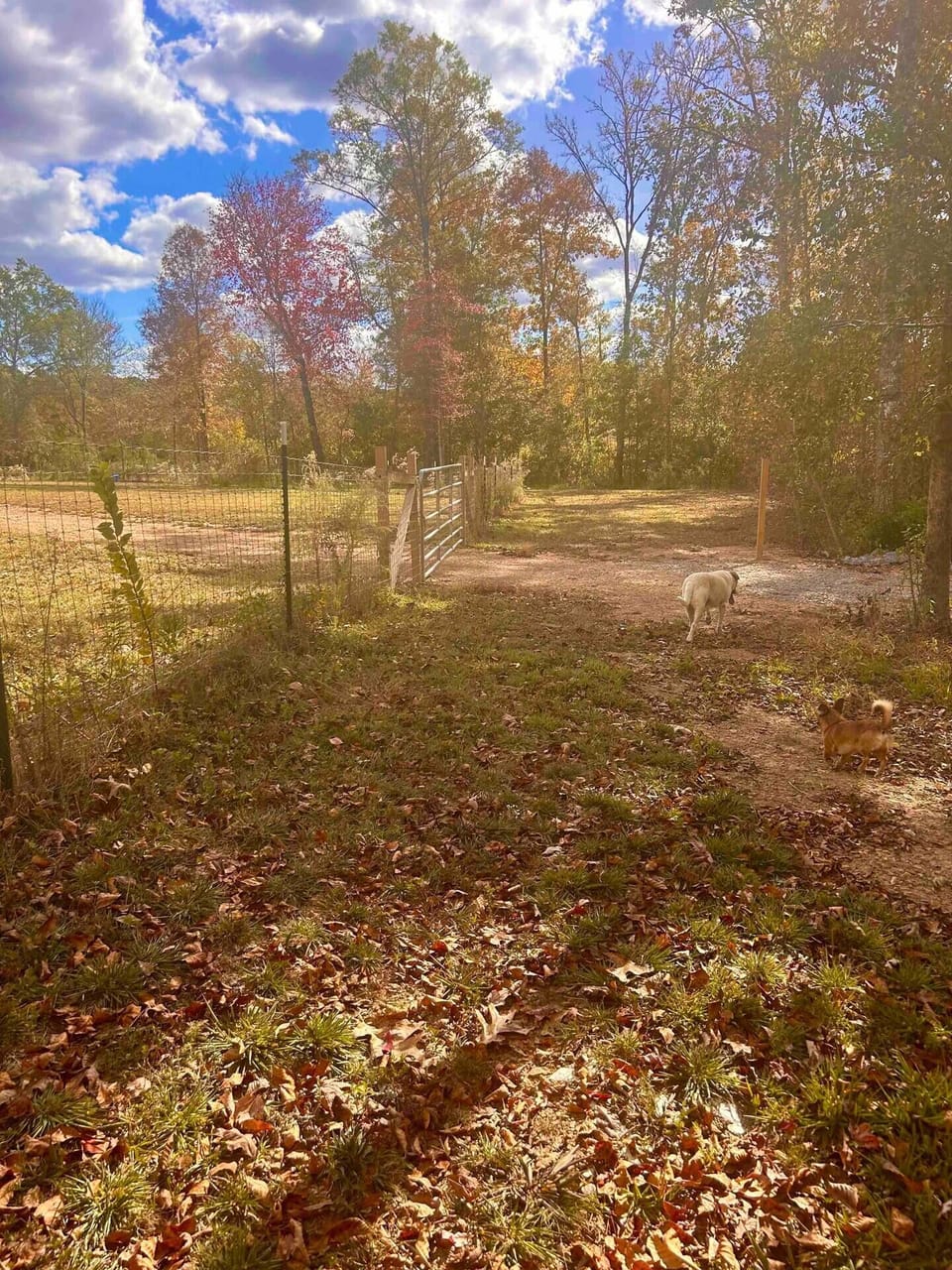 Walk around the pasture and watch some chickenTV.