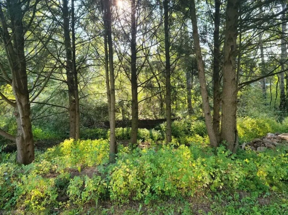 ☆Walking Distance to famous Westline Inn and Kinzua Valley Trailhead 