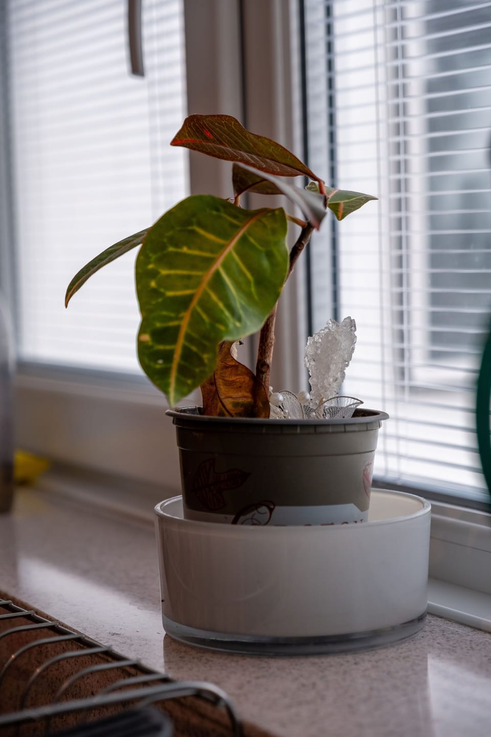 Flower in pot