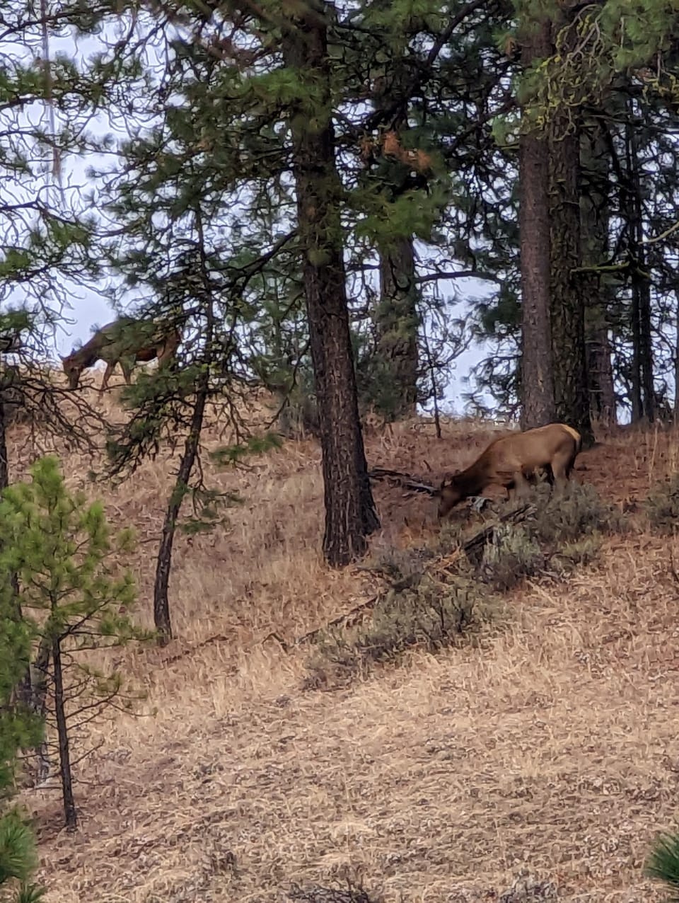 View of one mountain from the deck. We have a lot of elk!