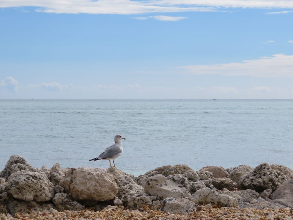 Seagull on our Ocean Front Beach