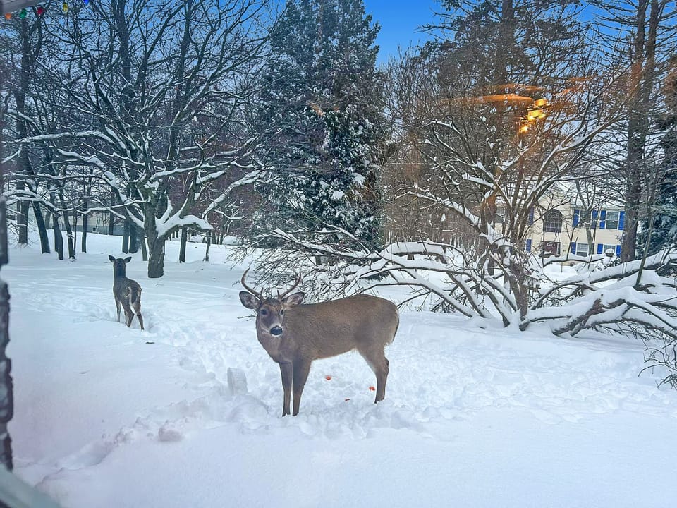 Graceful visitors leaving their mark on a pristine snow canvas