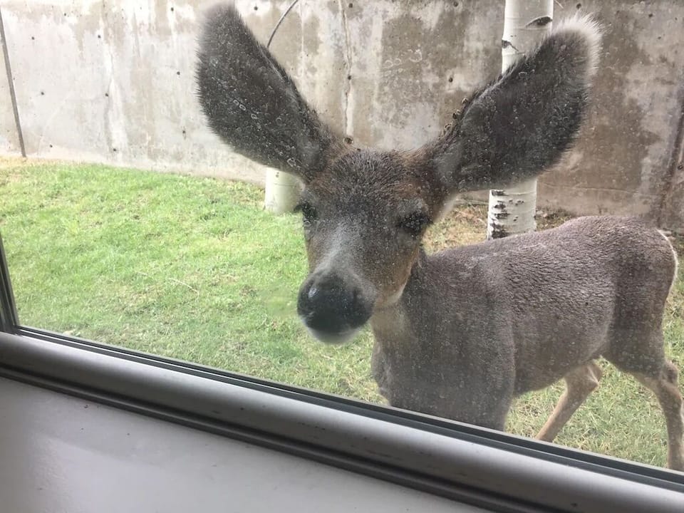 You may see something peeking in the window