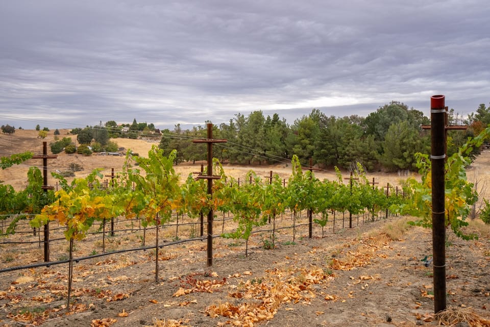 Vineyard rows stretch out beneath the cloudy sky