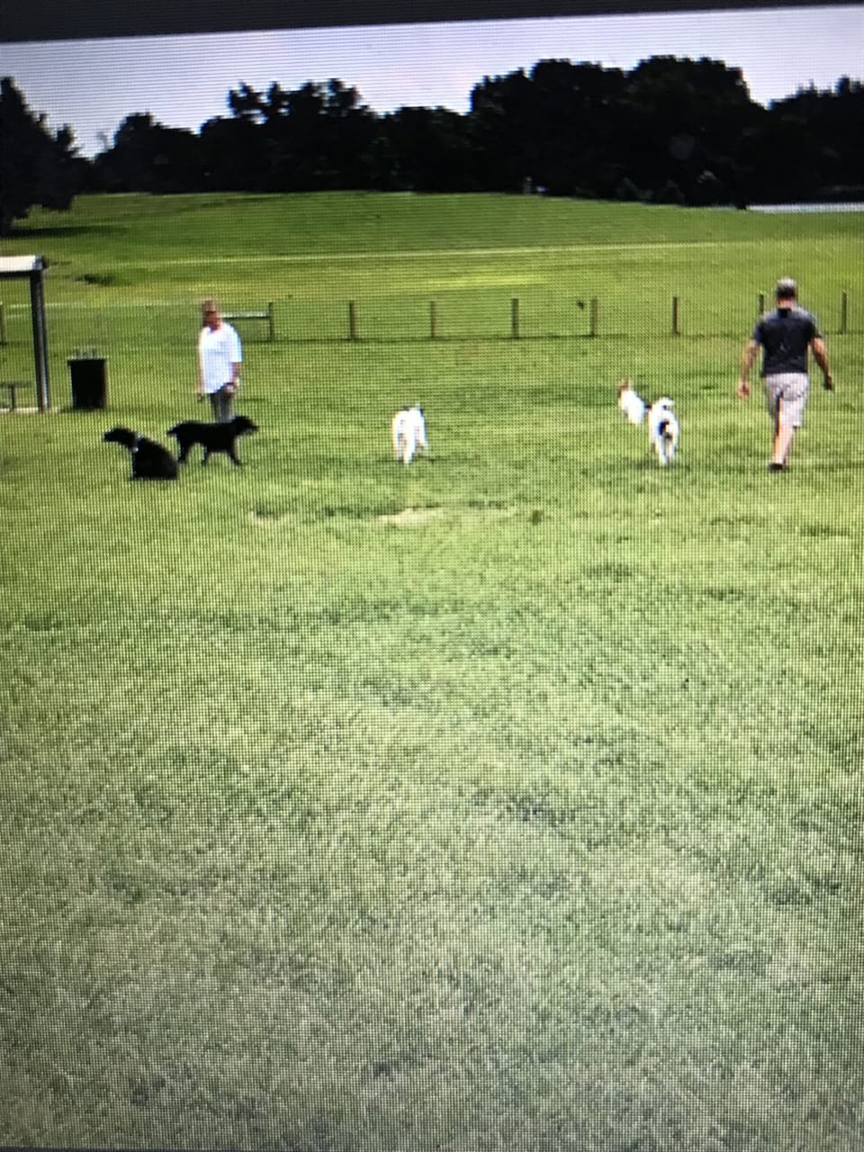 Pet-friendly