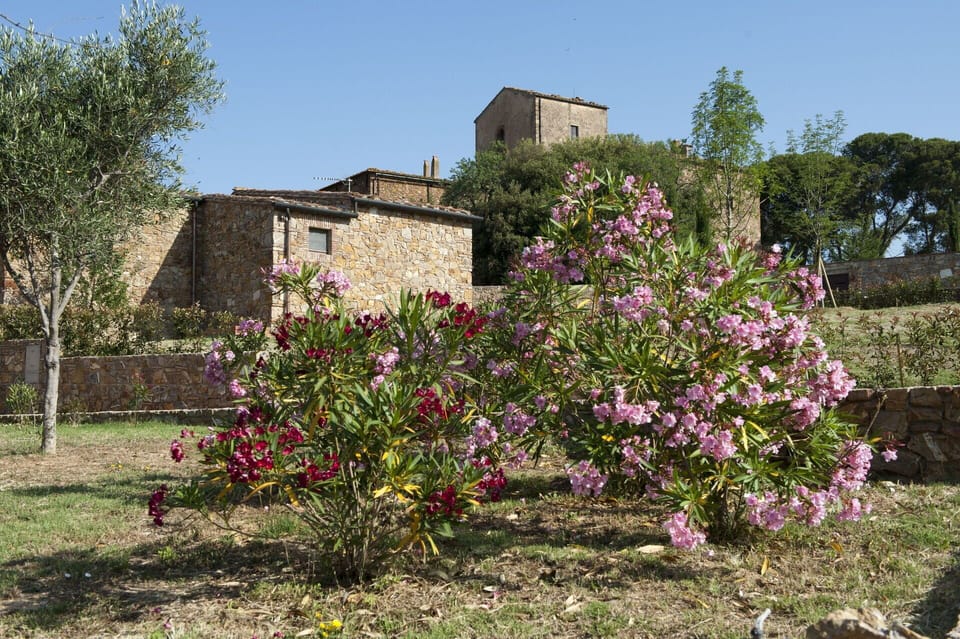 Flower, Plant, Tree, Spring, Shrub, Rural Area, Flowering Plant, Architecture, House, Plant Community