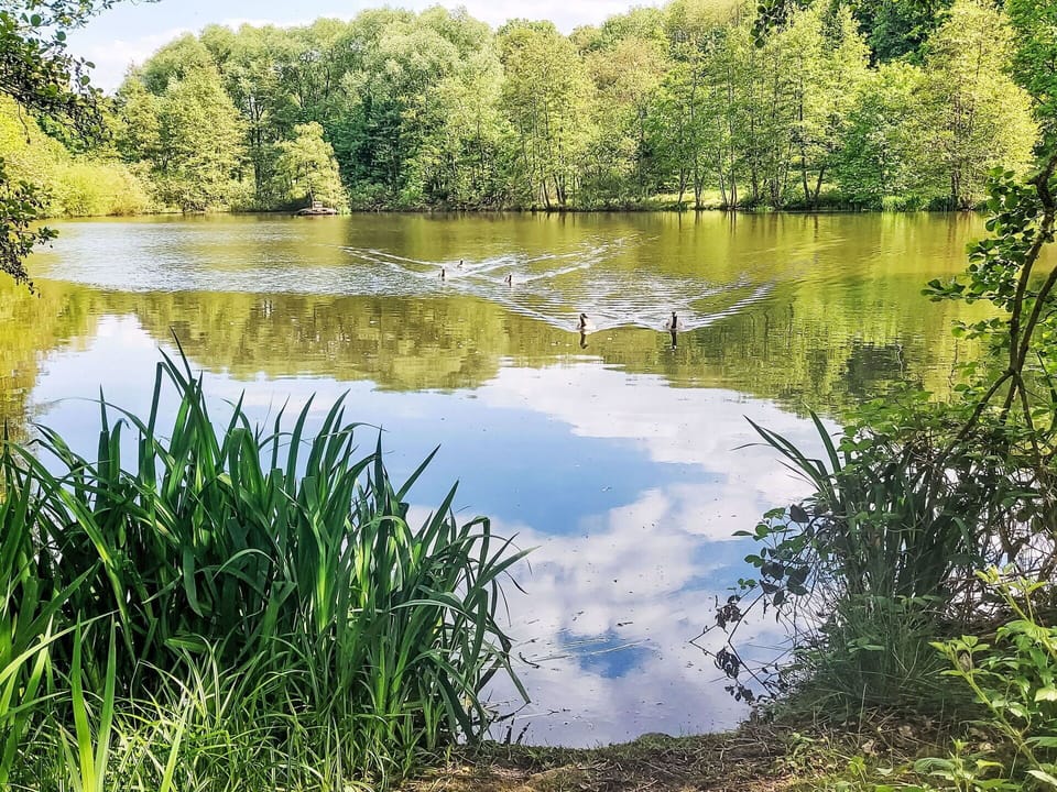 Water, Water Resources, Body Of Water, Green, Nature, Natural Environment, Natural Landscape, Watercourse, Bank