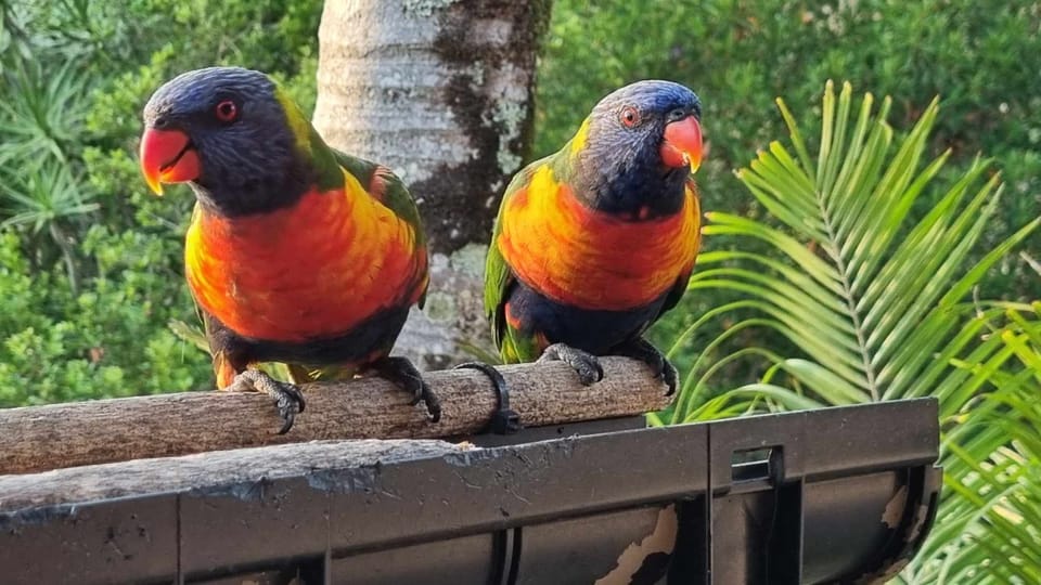 Frick and Frack, the 2 terrors , pretty yet mischievous