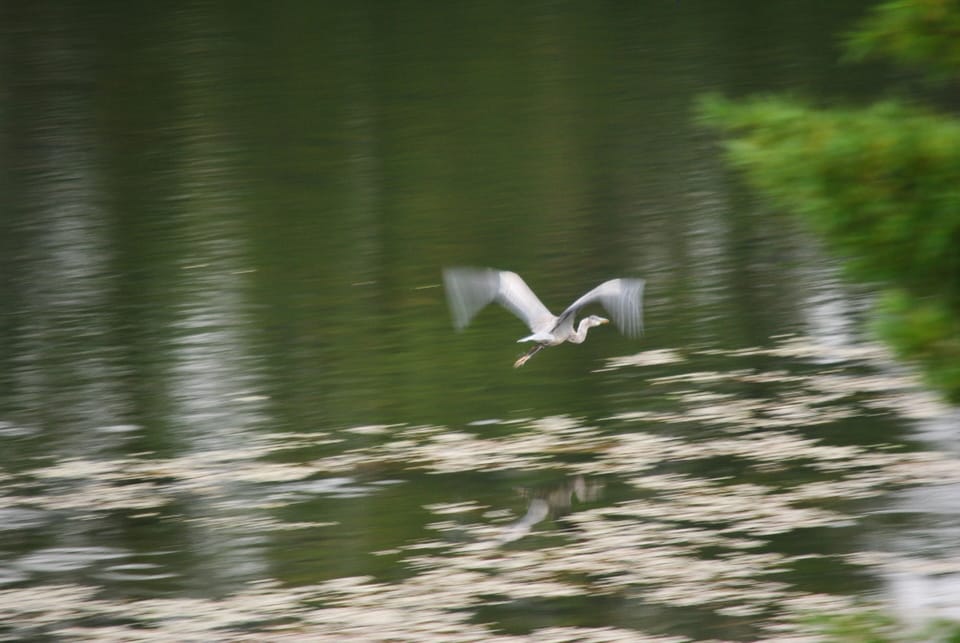 Wildlife Viewing: Blue Heron 
