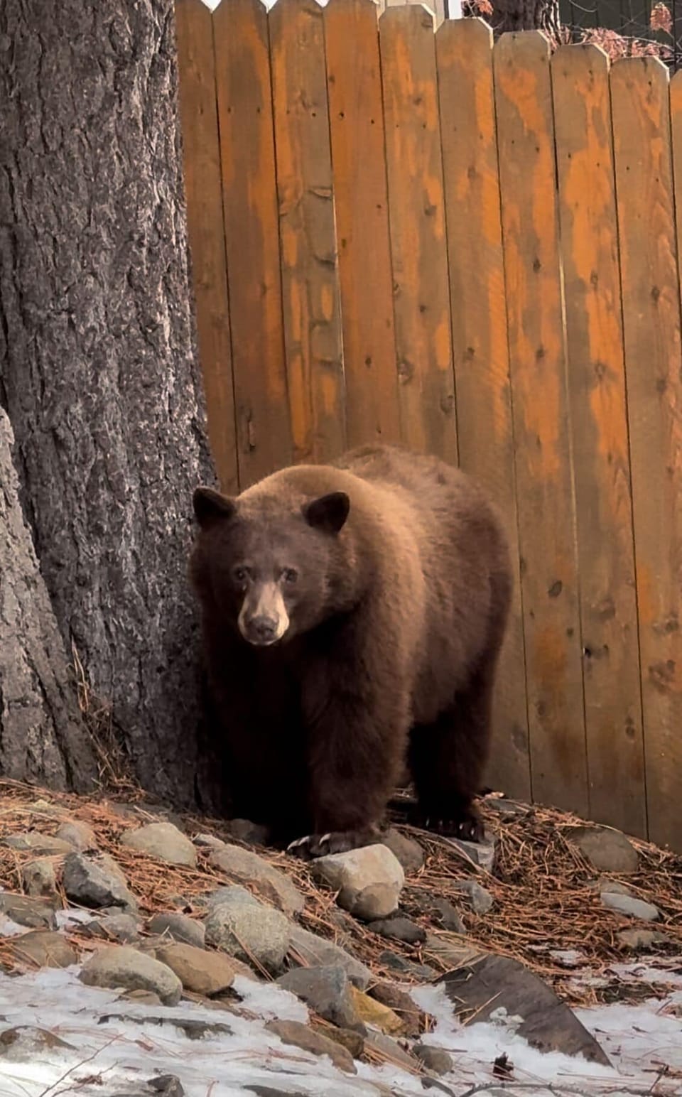Neighborhood Bear!! Please be Bear wise