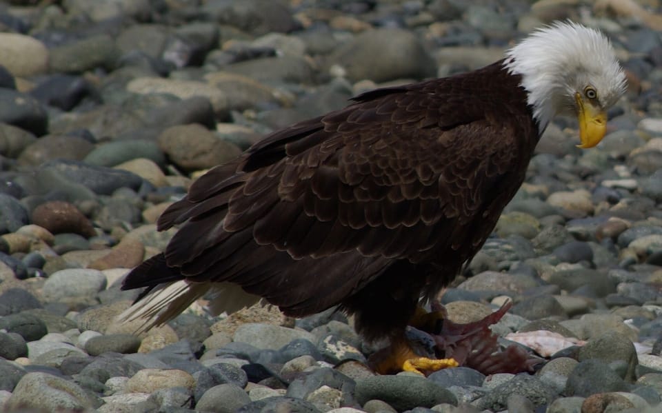 Bald Eagles of Qualicum Beach 