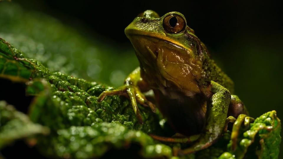 Emerald Treefrog