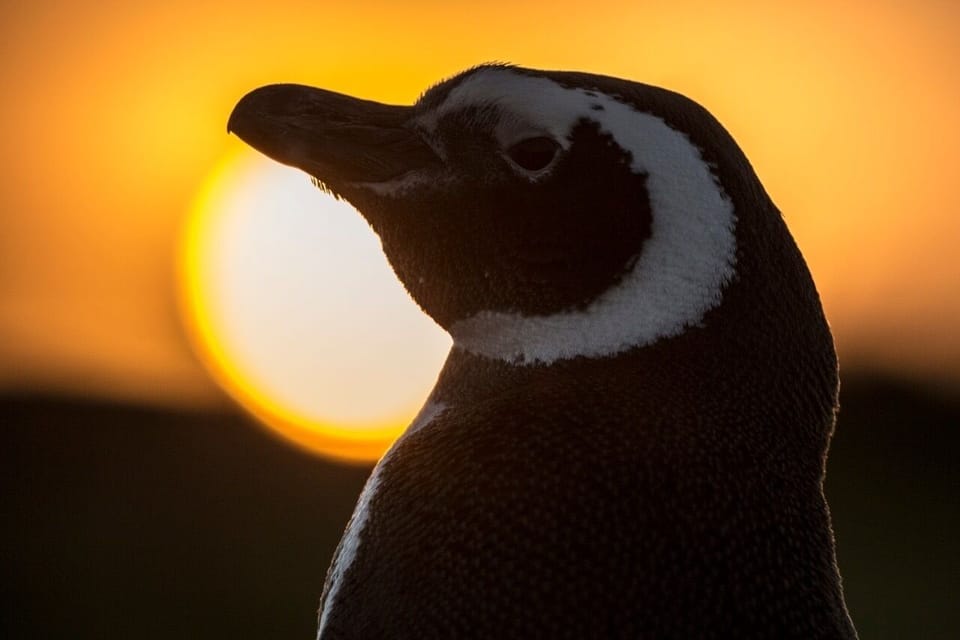 Magellanic Penguin