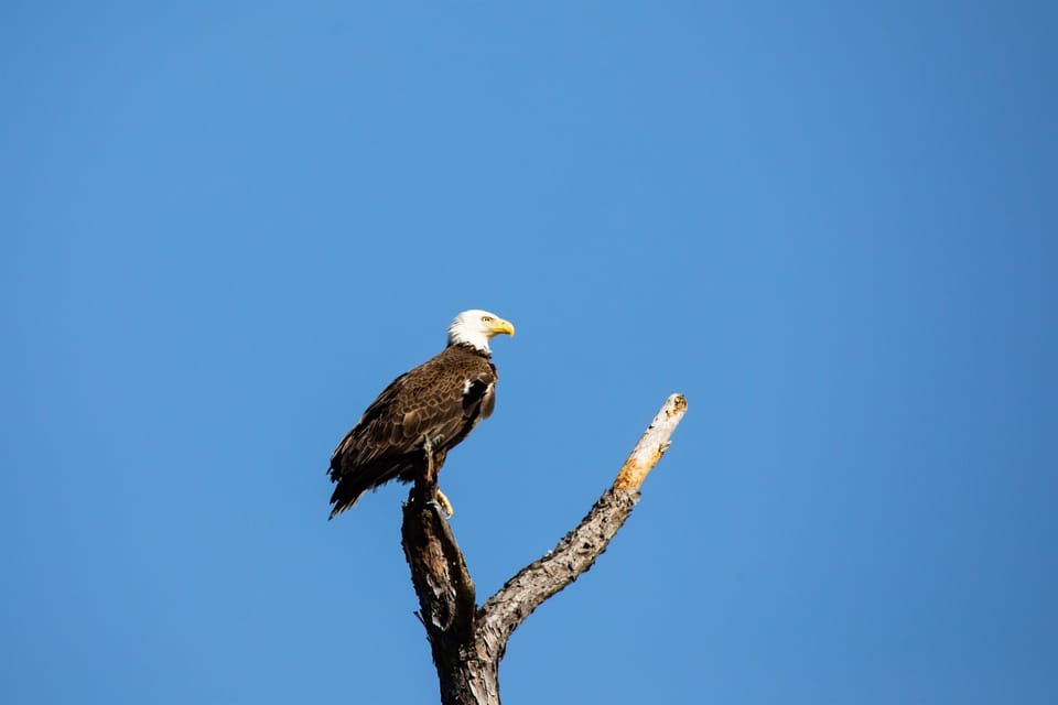 Island residents love this old tree on our private beach!