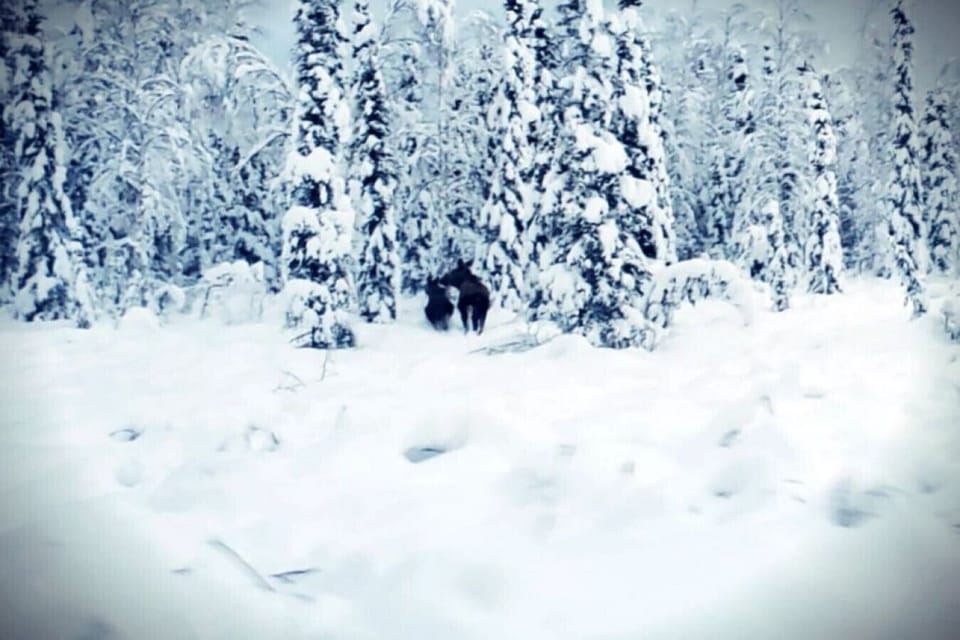 Moose visiting the woods on the property.