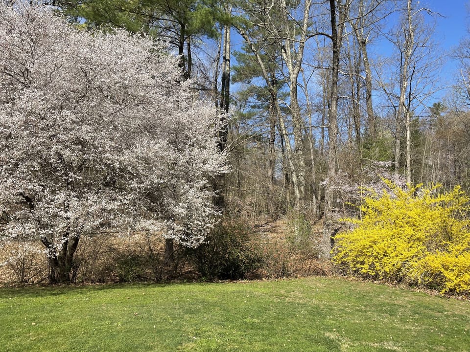 Wooded backyard in the spring
