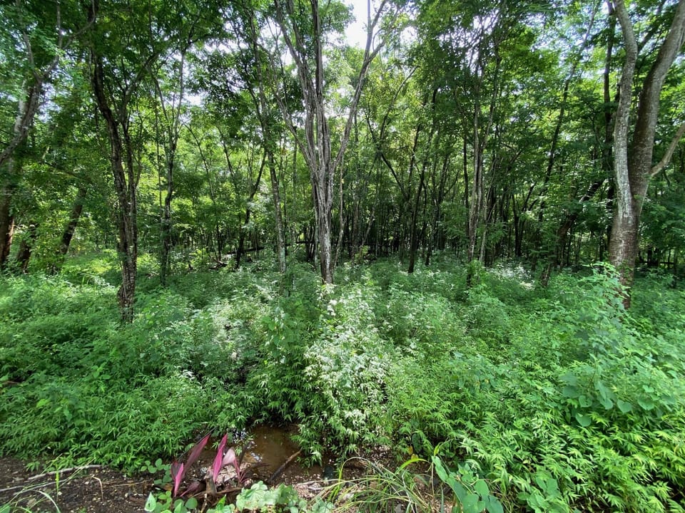 National forest view behind casita