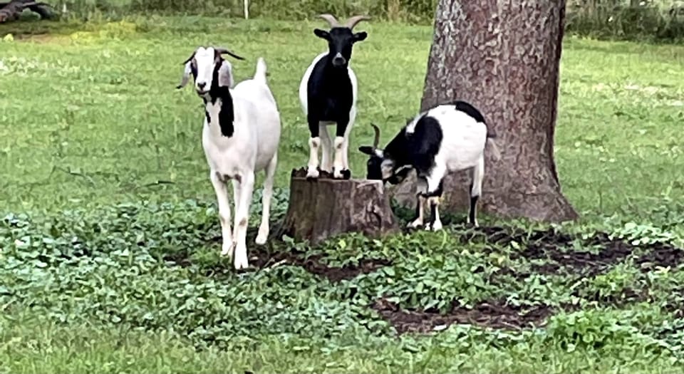 Goats: Oscar, Oakley, & Owen. They love our guests!