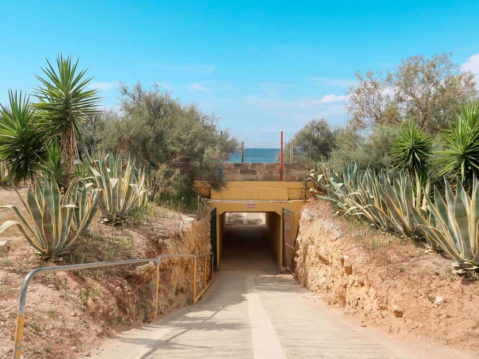 Vegetation, Plant Community, Tree, Botany, Landscape, Shrubland, Plant, Grass Family, Walkway, Grass