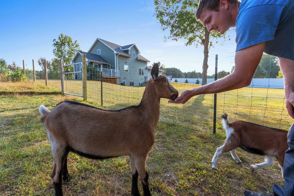 Please stay outside of the locked gate while feeding the goats. 