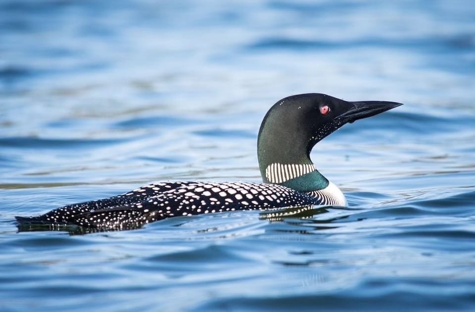 One of our many beautiful loons!