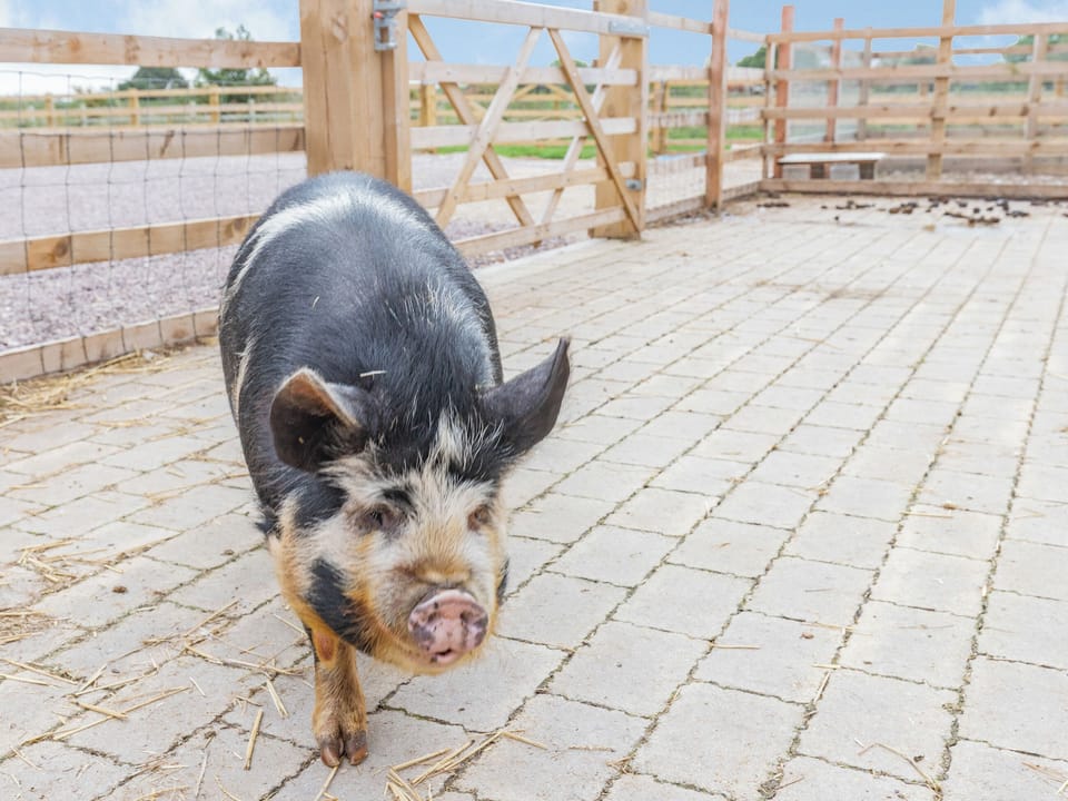 Local attraction | The Hive - Brookfields Holiday Farm, Church Broughton, near Derby