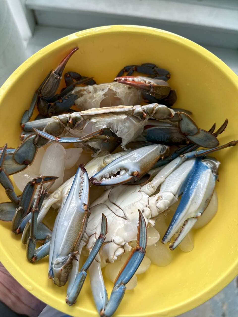 Blue Crab!