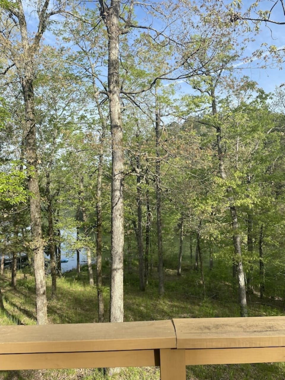 Lake view through the trees