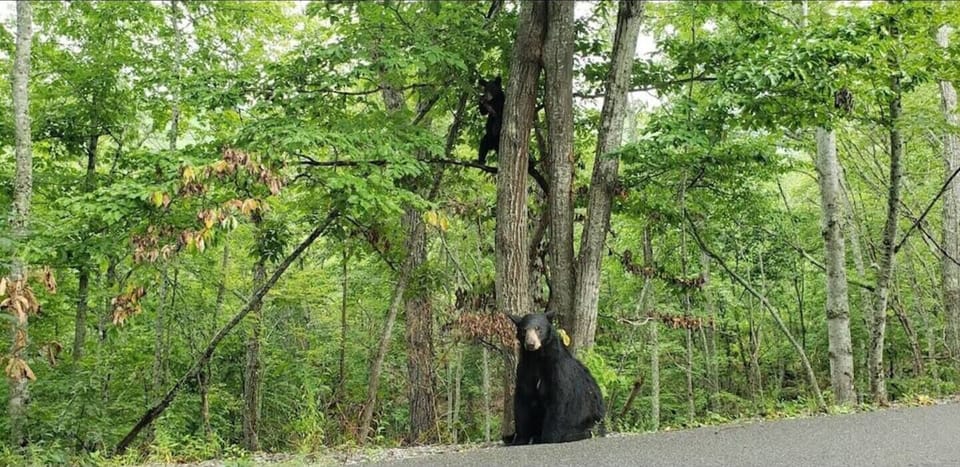 wildlife and outdoor