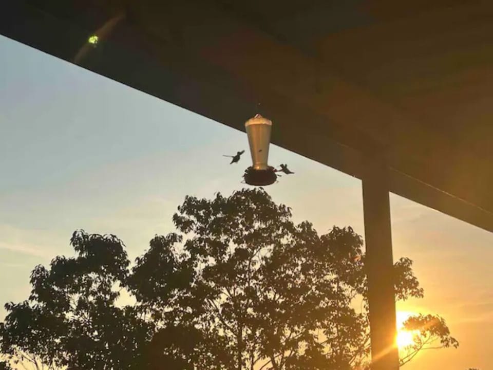 We have hummingbirds!