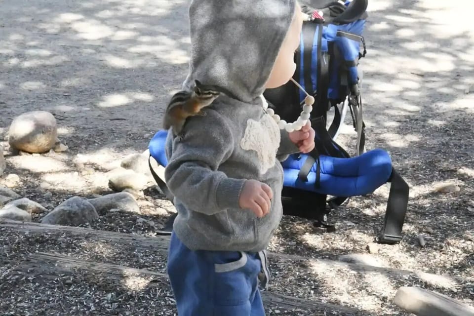 St. Elmo has resident wild chipmunks that are not shy. 
