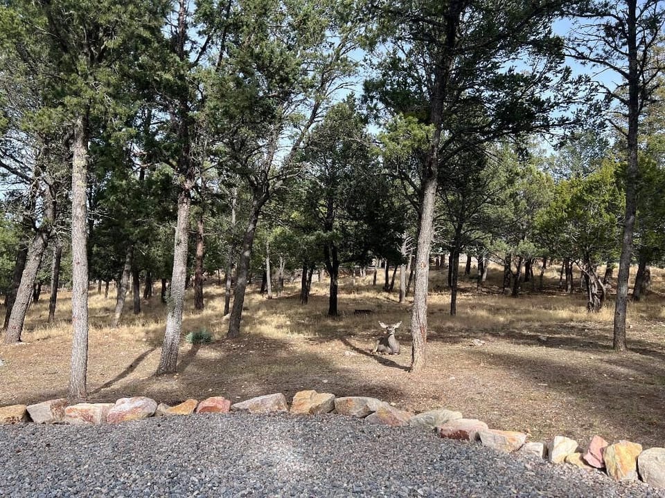 Side yard.  Abundant opportunities to view wildlife.