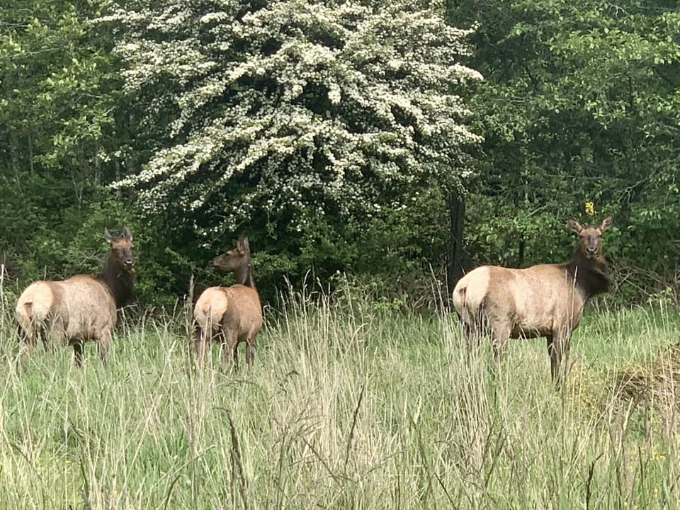 The Elk