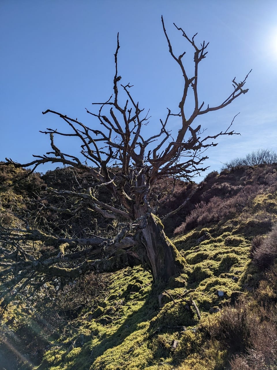 Moss covered tree up on the Moor