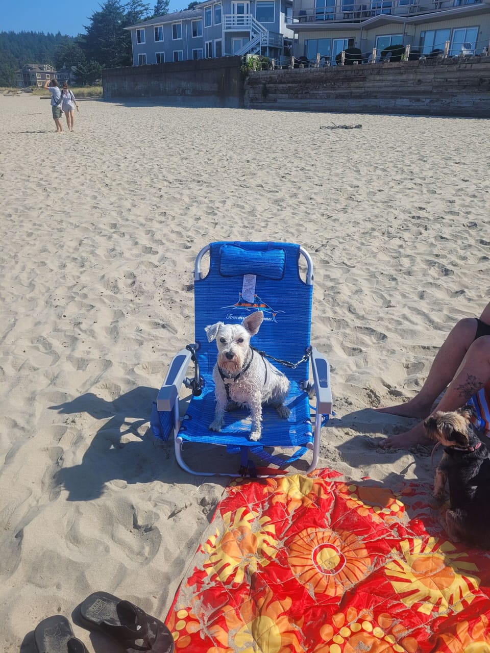 Brandy at the Beach 
