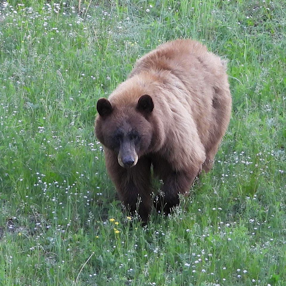 Black Bears Are Occasionally Spotted Near the Property During Summer and Fall