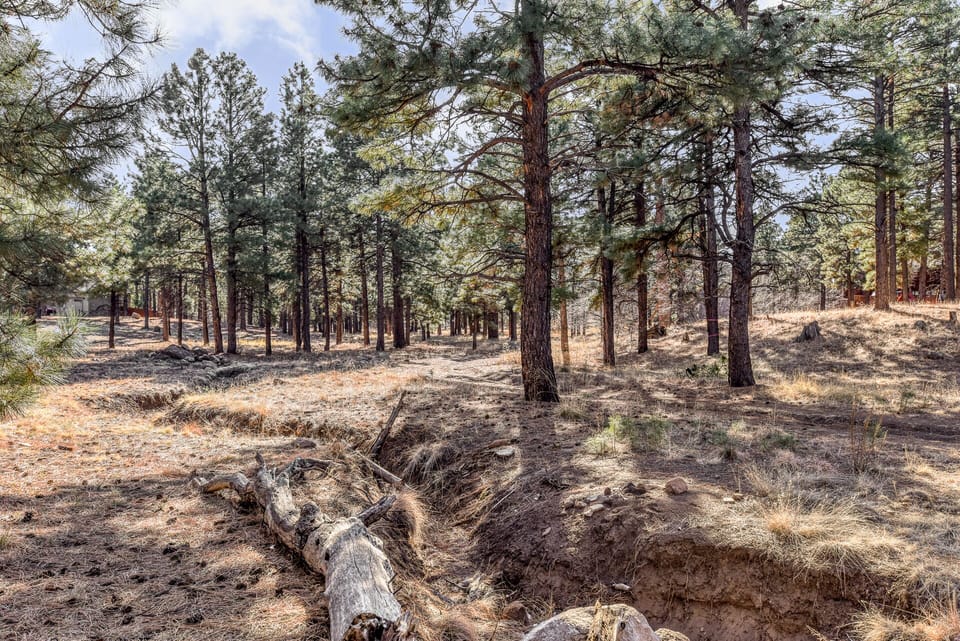 Forest trails just down the street from the home!