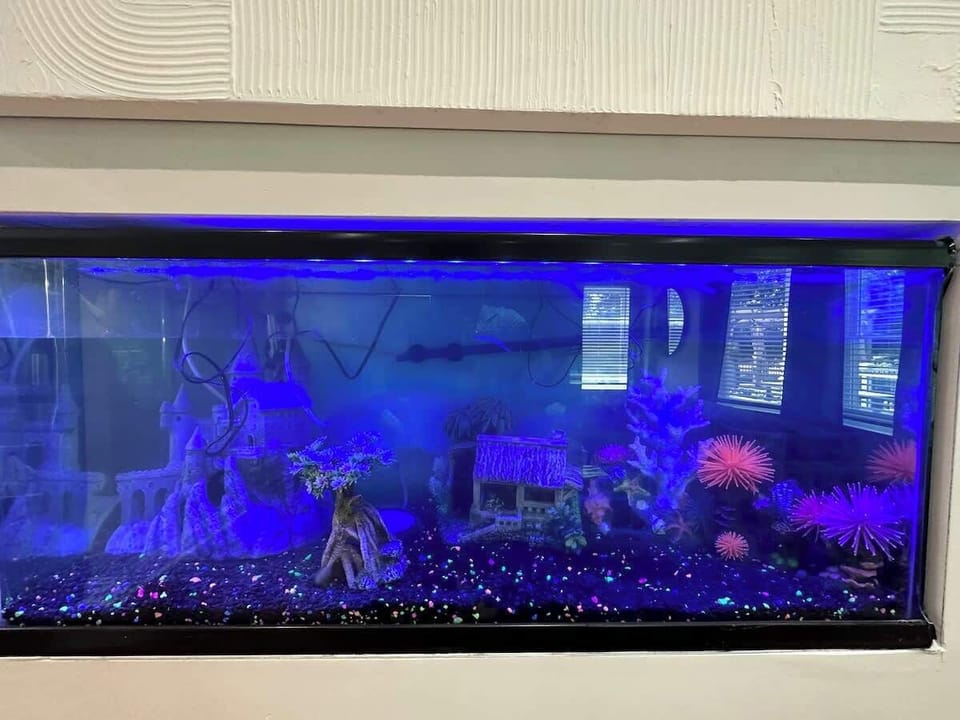 AQUARIUM IN THE WALL