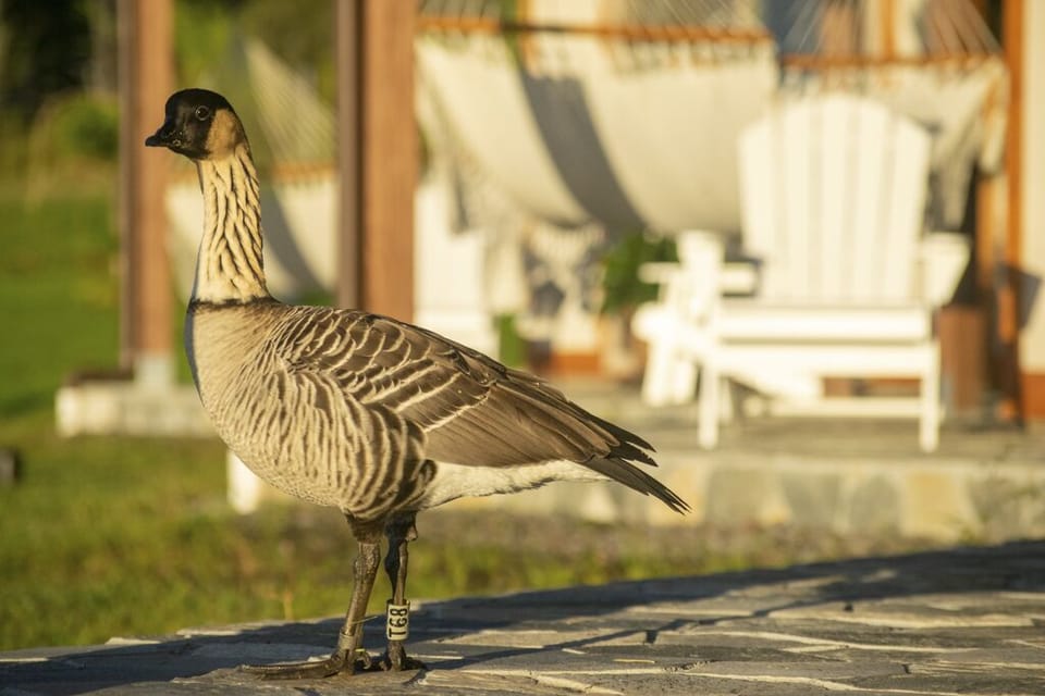 Friendly Unique Hawaiian Nene goose to admire