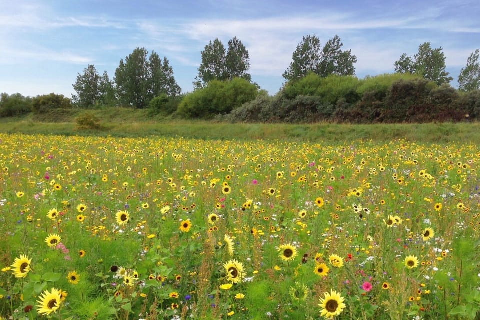 Immediate Surroundings [summer] (<1 km)