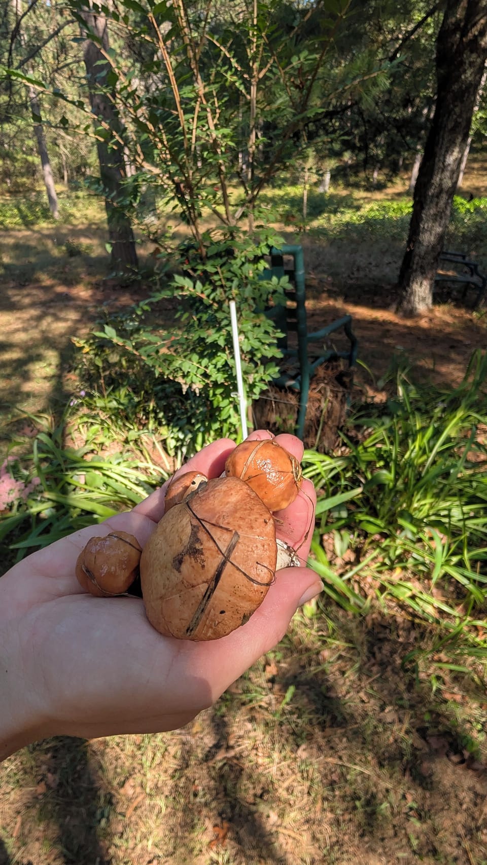 Many mushroom hunters love our property :)