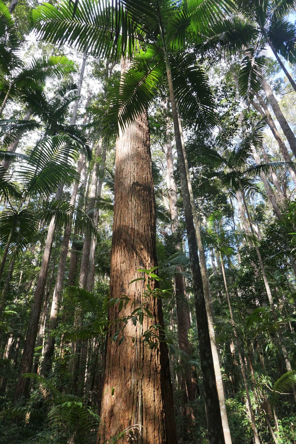Santinay Trees