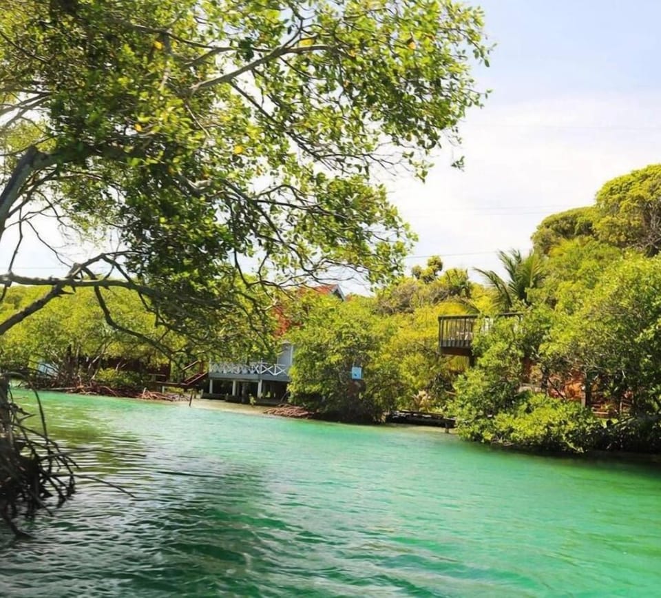 Mangroves at Sir Sea VIllas