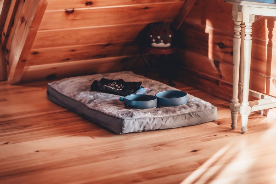 Bring the pups along too!