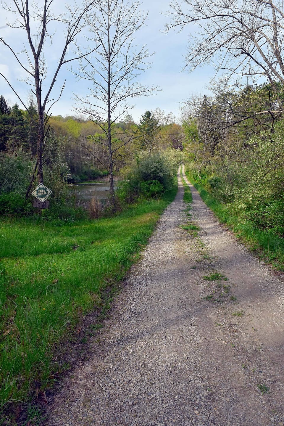 driveway towards the lodge-
pond on the left