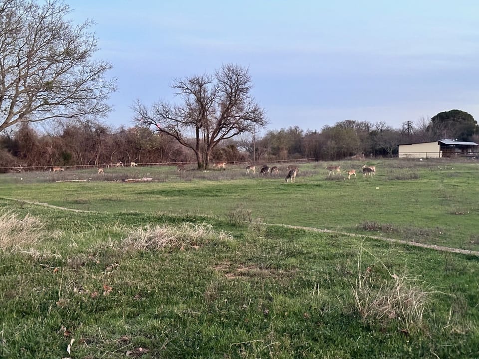 Pasture with wildlife