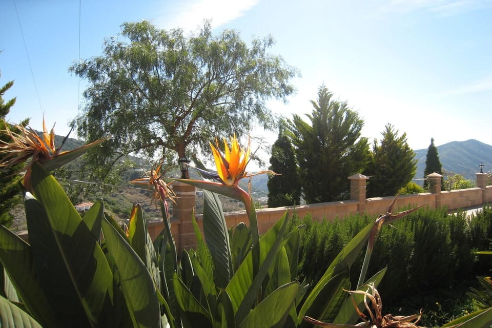 Garden [summer]