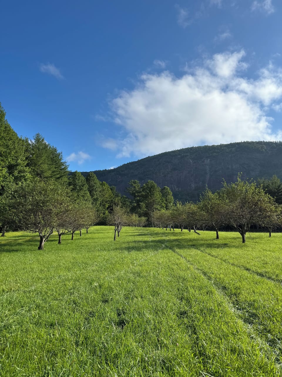 Apple orchard
